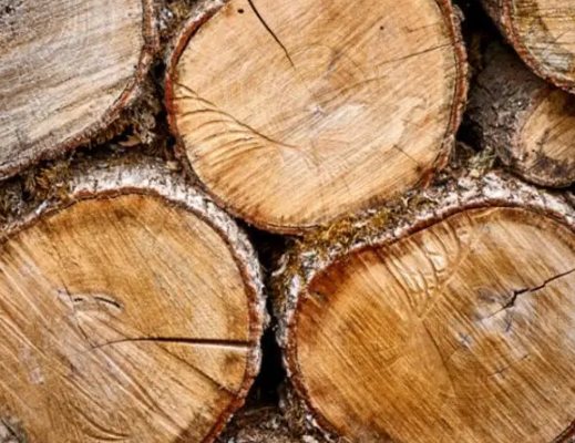 Eternal, Mythical: The Story of French White Oak