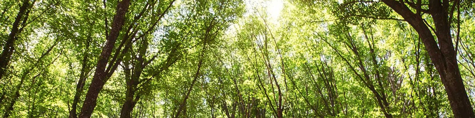 What to Look for When you Want Sustainable Wood Flooring